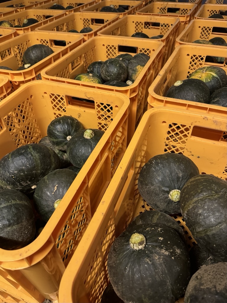 カボチャ出荷